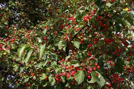 Яблуня Ягідна: опис сорту, фото, особливості вирощування