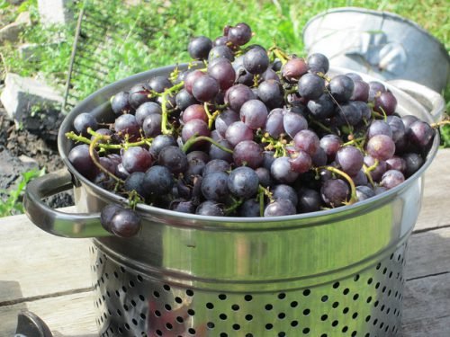 Великий урожай винограду: що впливає на високий збір ягід