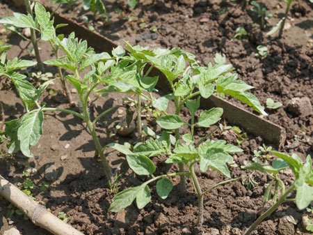Посадка томатів у відкритий грунт насінням: підбір сортів, методи догляду