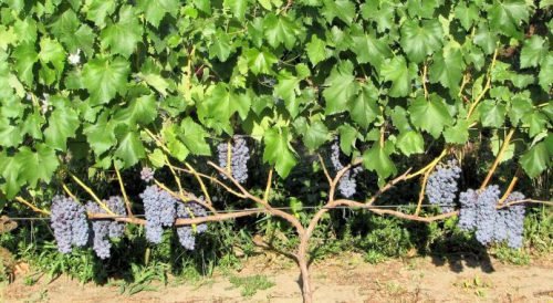 Кишмиш юпітер   виноград американський: опис сорту