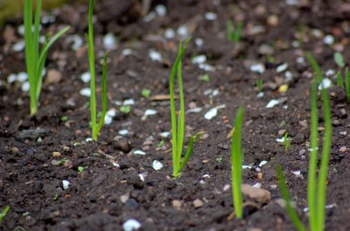 Цибуля чорнушка: вирощування сіянки з насіння, як садити