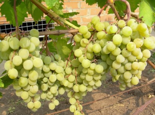 Сорт винограду красуня: опис сорту
