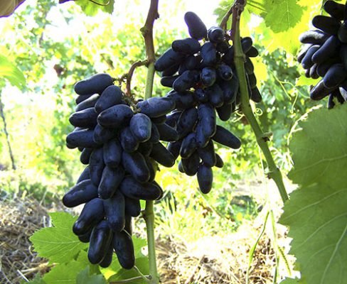 Виноград сувенірний: опис сорту