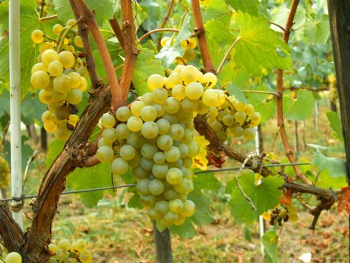Білий виноград: корисні властивості, для чого корисний опис