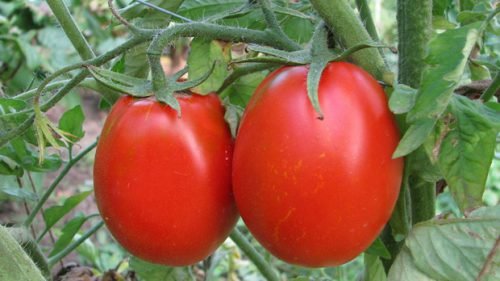Ранні сорти помідорів: опис