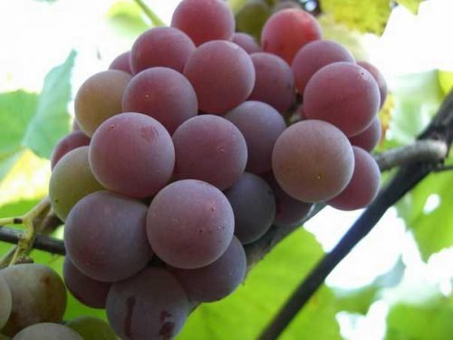 Виноград лідія: опис сорту