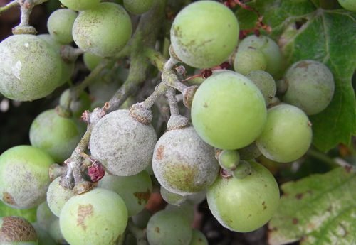 Препарати від оїдіум винограду: засоби боротьби з грибком