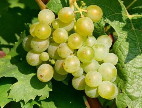Виноград мадлен: опис сорту