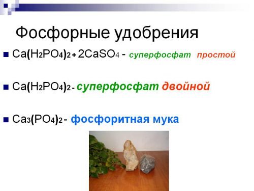 Чим підживити грушу восени: органічні та мінеральні компоненти