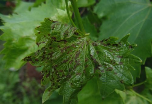 Виноград чорніє листя: основні хвороби