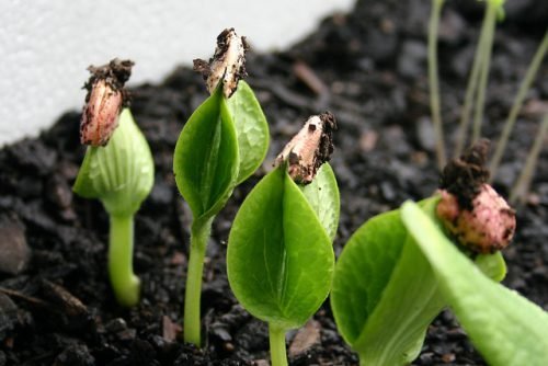 Сходи гарбуза: через скільки днів проростають насіння