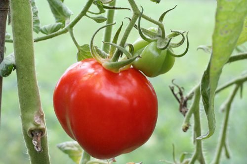 Детермінантні помідори й індетермінантні сорти томатів: відмінності