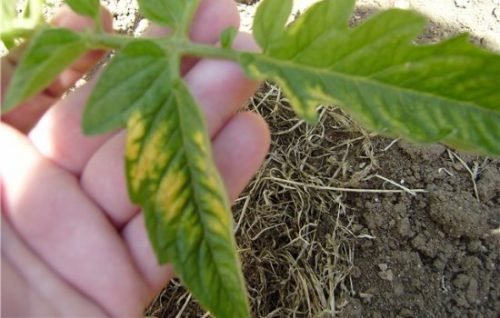 Чому листя жовтіє листя у томатів: причини та способи лікування