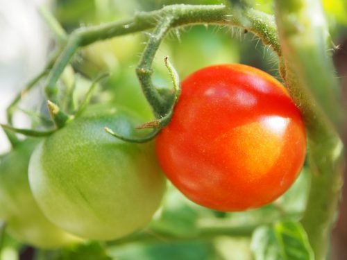 Не росте розсада томатів, що робити, як правильно доглядати