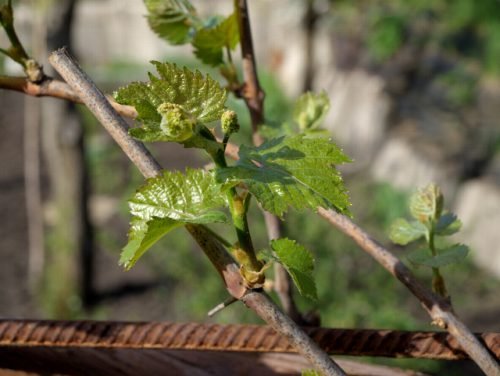 Видалення пасинків у винограду: обрізка, допомога, фото