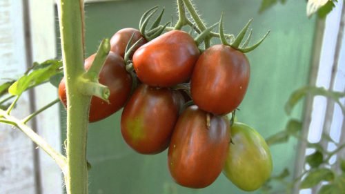 Томат чорний мавр: опис сорту помідорів