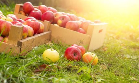 Як зберегти яблука на зиму свіжими в домашніх умовах
