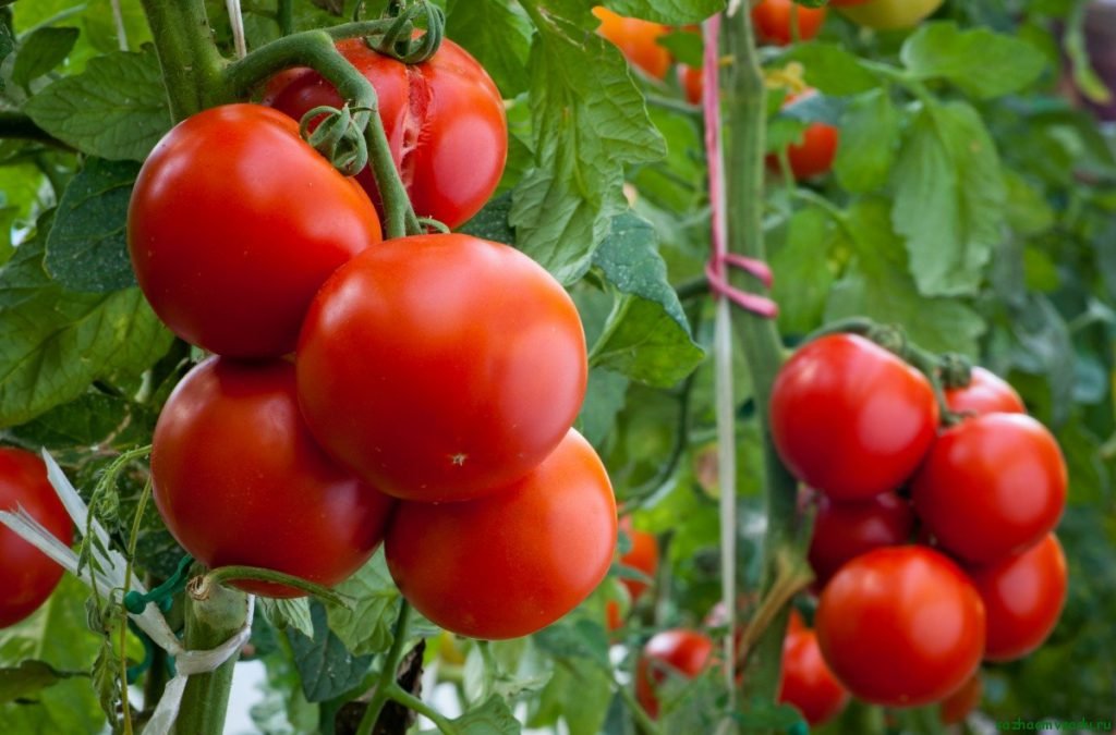 Агрікола для томатів   збалансоване добриво для підживлення