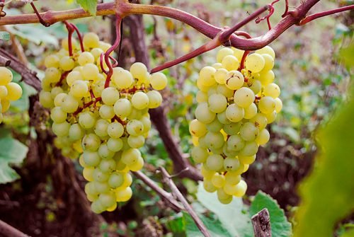 Виноград мадлен: опис сорту