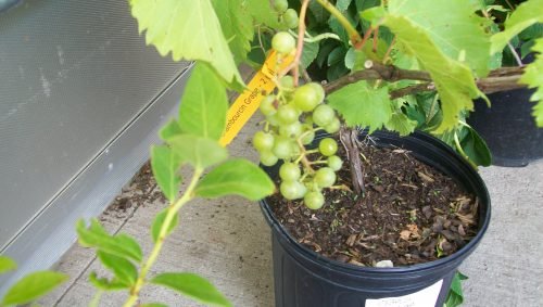 Як можна пересадити виноград на інше місце: як пересаджувати саджанці