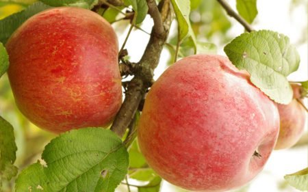 Яблуня ауксис: опис сорту, особливості вирощування