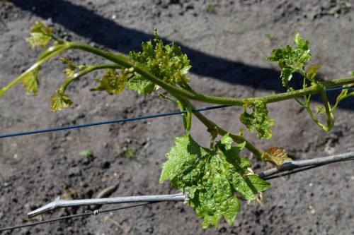 Павутинний кліщ на винограді, як боротися агротехнічними методами