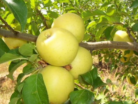 Переваги яблуні на карликовій підщепі, сорти