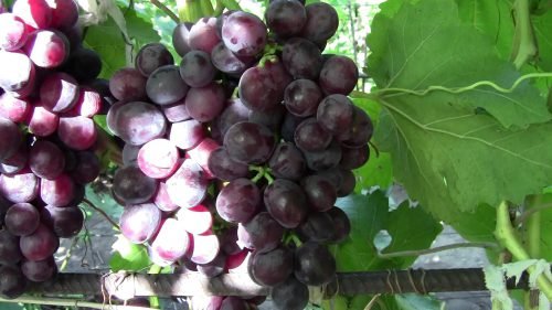 Виноград рошфор: опис сорту