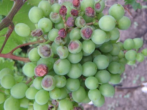 Краснуха у винограду: ознаки хвороби, лікування
