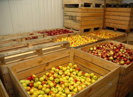 Як зберегти яблука на зиму свіжими в домашніх умовах