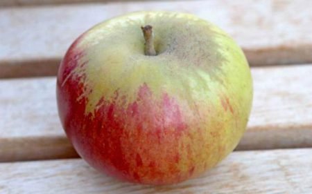 Пепін Шафранний яблуня: опис сорту, фото, особливості