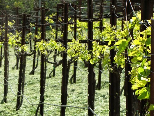 Добриво для саджанців винограду: чим підживити в квітні місяці, догляд