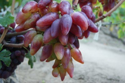 Виноград дубовський рожевий: опис сорту