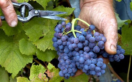 Догляд за виноградом після збору врожаю