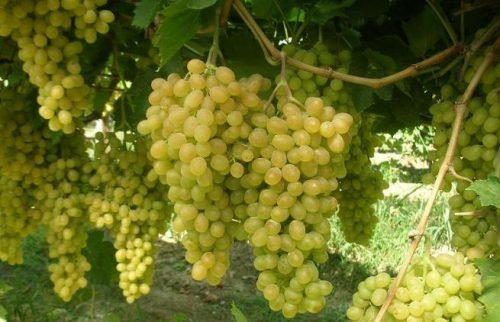 Виноград валек: переваги і недоліки сорту