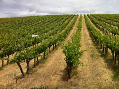 Посадка винограду навесні саджанцями: як правильно садити в грунт