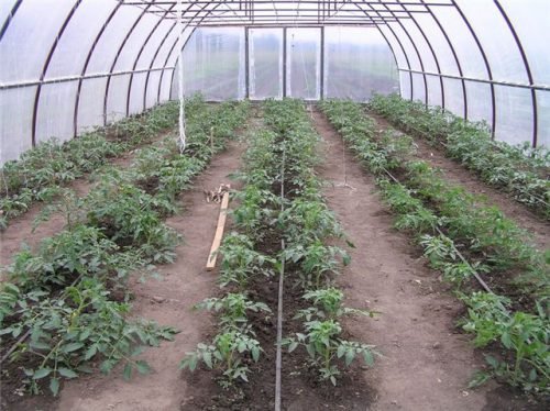 Догляд за помідорами в теплиці з полікарбонату, вибір сортів томатів