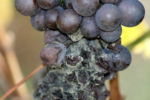На винограді гниють ягоди: від чого і чому, лікування сірої гнилі