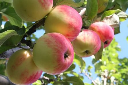Літні сорти яблунь: фото з назвами і описами