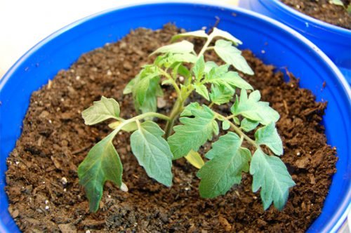Чому сохнуть листя у розсади помідор: проблеми вирощування