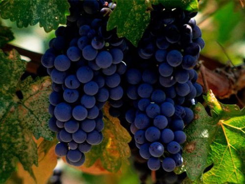 Виноград мерло: опис сорту