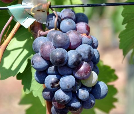 Виноград америка: різноманітність сортів
