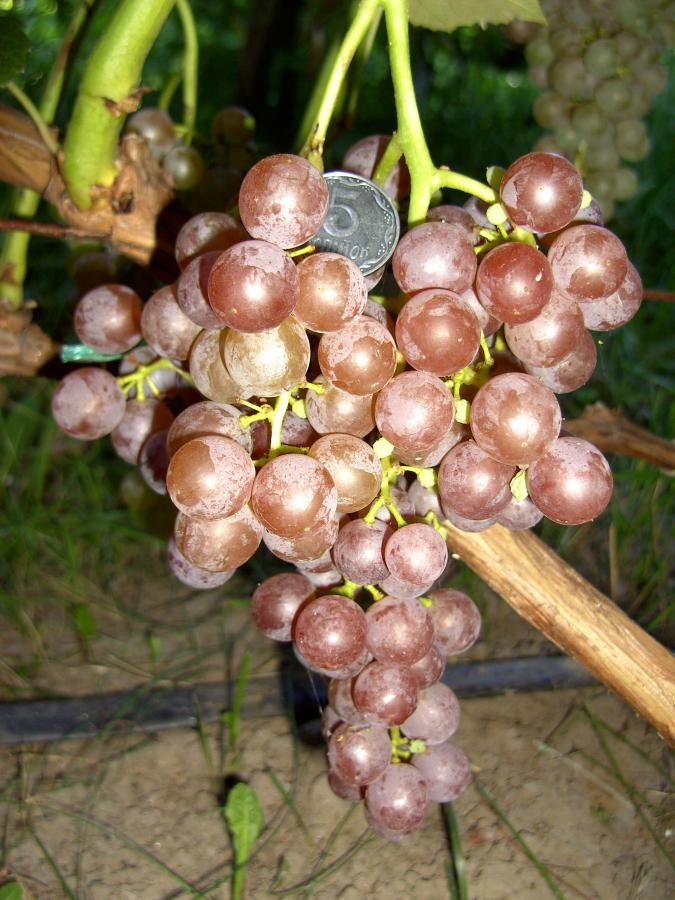 Виноград сорту сидлис: эйнсет, рилайнс пінк, рубай