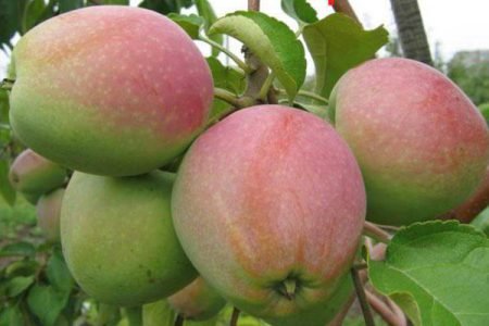 Яблуня Північний Синап: опис сорту, фото, смакові якості