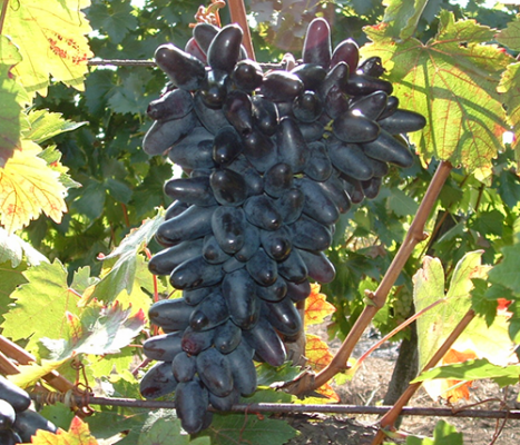 Виноград сувенірний: опис сорту