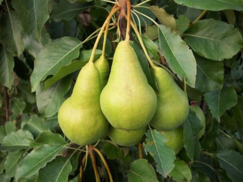 Посадка груші восени в Підмосковї :вибір кращих сортів, догляд за рослиною