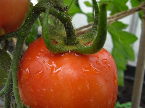 Полив помідорів у відкритому грунті: зволоження грунту для розсади томатів