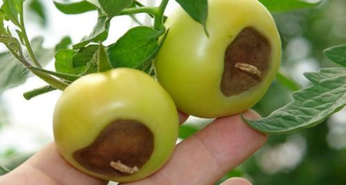Вершинна гниль томатів заходи боротьби: лікування рослин в теплиці