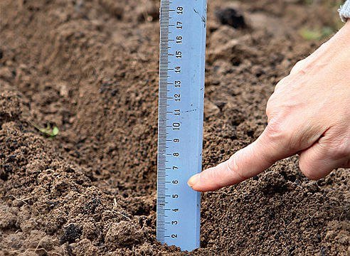 Врожайність часнику з 1 га:як може залежати від посівного матеріал