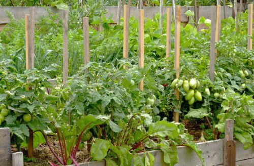 Сусідство томатів: баклажани, помідори і перці в одній теплиці